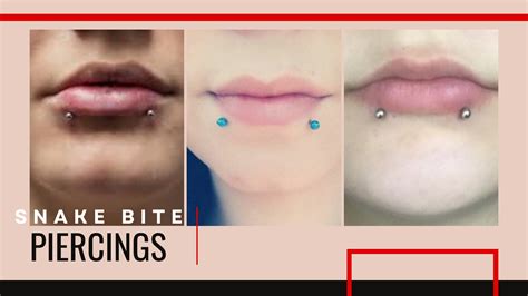 lip piercing snake bites|Snake Bites Piercing: Guide & Images